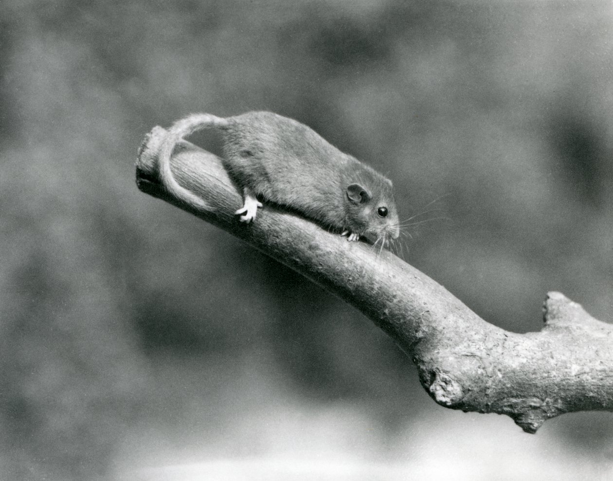 A Hazel / Common Dormouse في أحد الفروع ، حديقة حيوان لندن بواسطة فريدريك وليام بوند