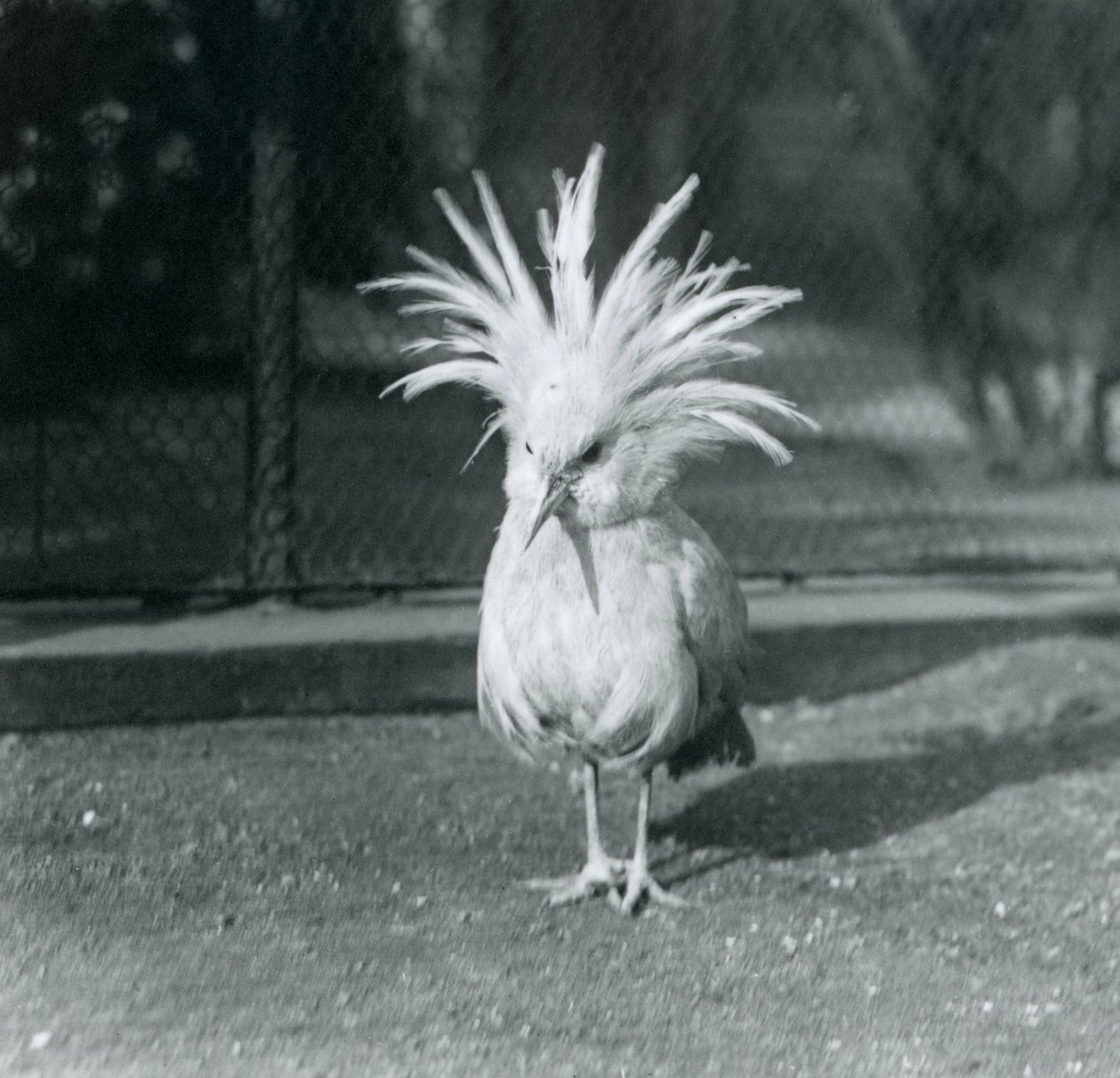 A Kagu أو Cagu يعرض ريش ذروته في حديقة حيوان لندن ، يونيو 1921 بواسطة فريدريك وليام بوند