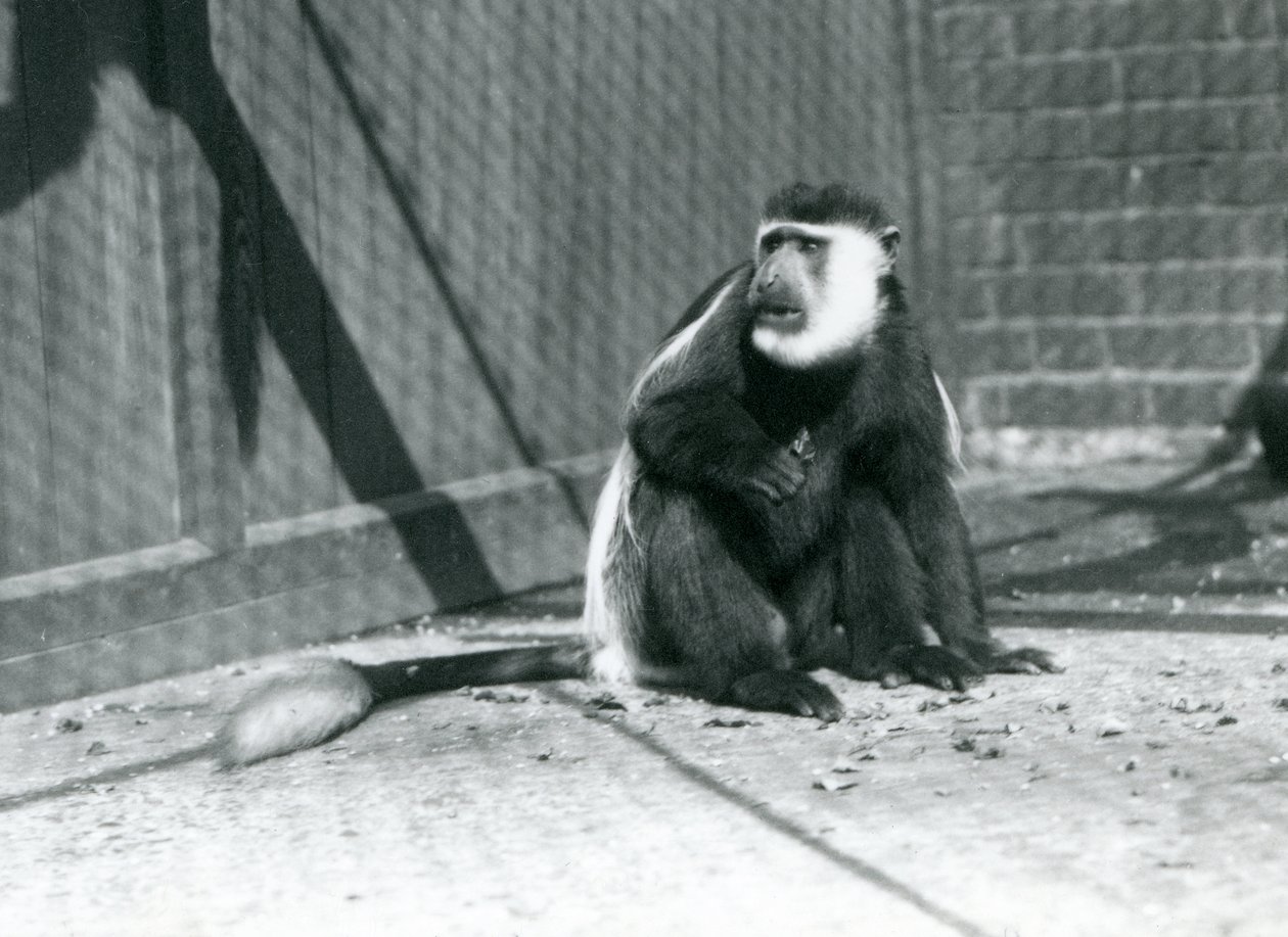 قرد Colobus أبيض وأسود Kikuyu يجلس في ضميمة في حديقة حيوان لندن في يوليو 1925 بواسطة فريدريك وليام بوند