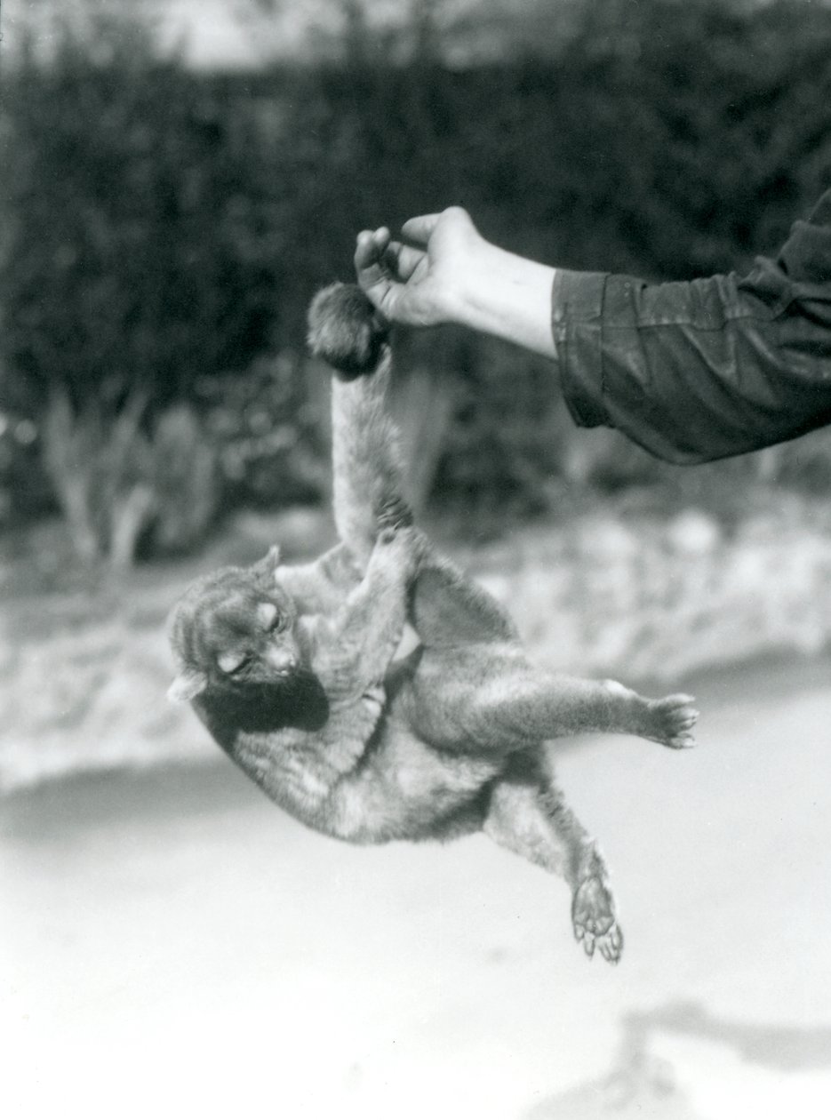 تم تعليق Kinkajou من إصبع الحراس من ذيله قبل الأوان ، حديقة حيوان لندن ، سبتمبر 1925 بواسطة فريدريك وليام بوند