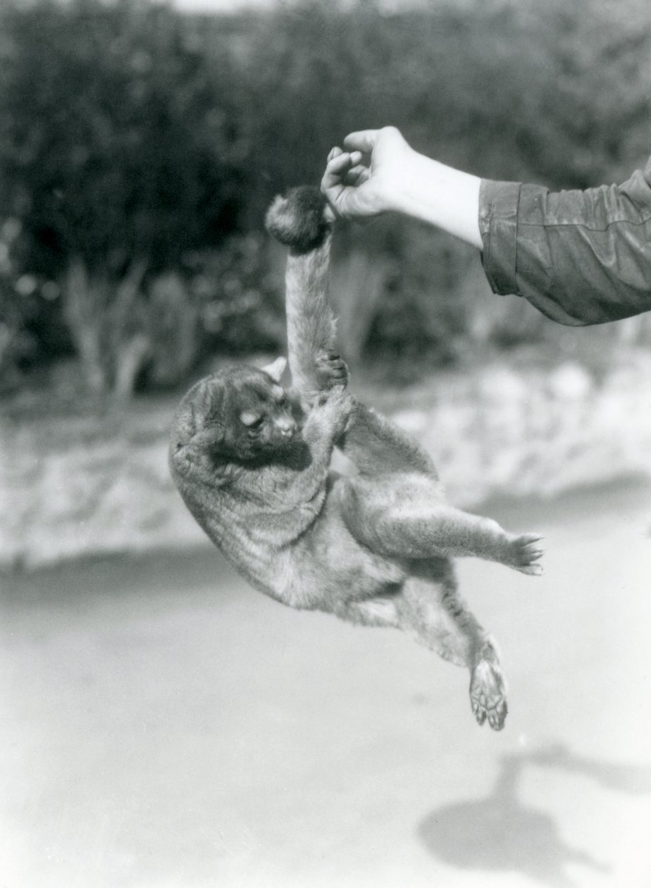 تم تعليق Kinkajou من إصبع الحراس من ذيله قبل الأوان ، حديقة حيوان لندن ، سبتمبر 1925 بواسطة فريدريك وليام بوند