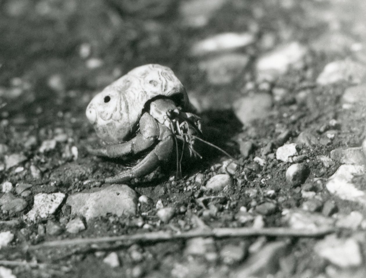 A Land Hermit Crab ، حديقة حيوان لندن بواسطة فريدريك وليام بوند
