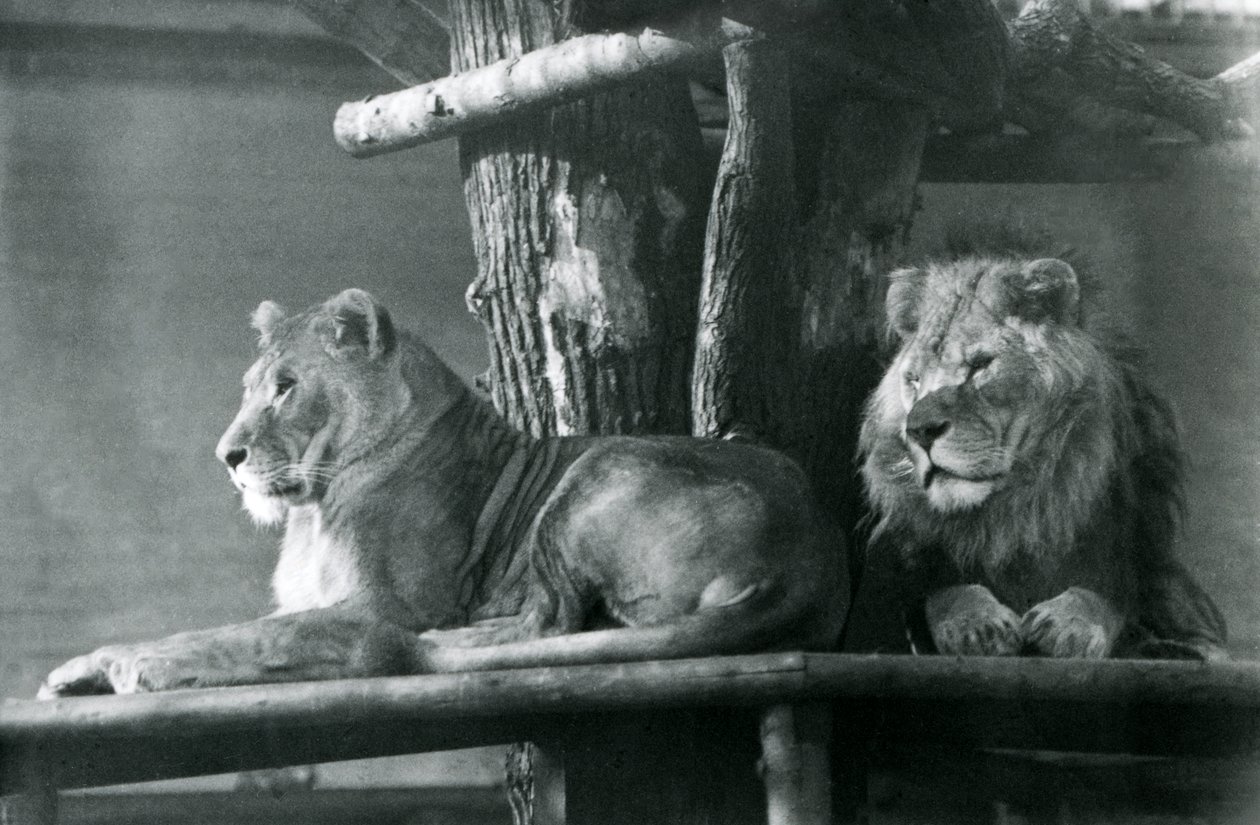 أسد وبؤة يستريحان على منصة عالية ، في العلبة ، حديقة حيوان لندن في عام 1929 (صورة بالأبيض والأسود) بواسطة فريدريك وليام بوند