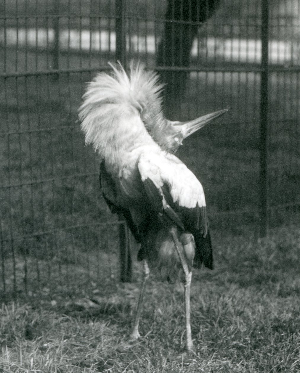 A Maguari Stork يؤدي العرض لأعلى ، حديقة حيوان لندن ، يوليو 1925 بواسطة فريدريك وليام بوند