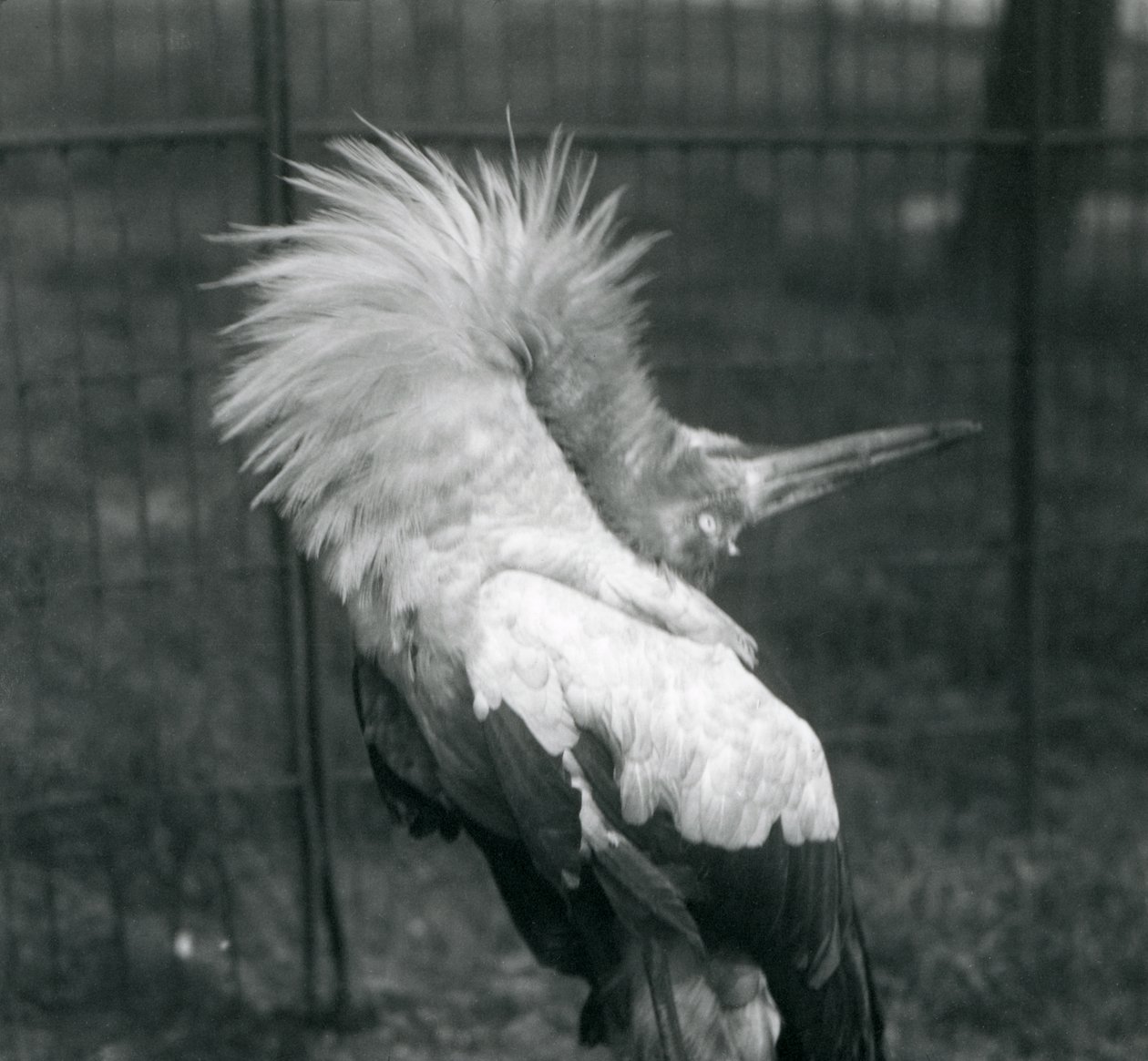 A Maguari Stork يؤدي العرض لأعلى ، حديقة حيوان لندن ، يوليو 1925 بواسطة فريدريك وليام بوند