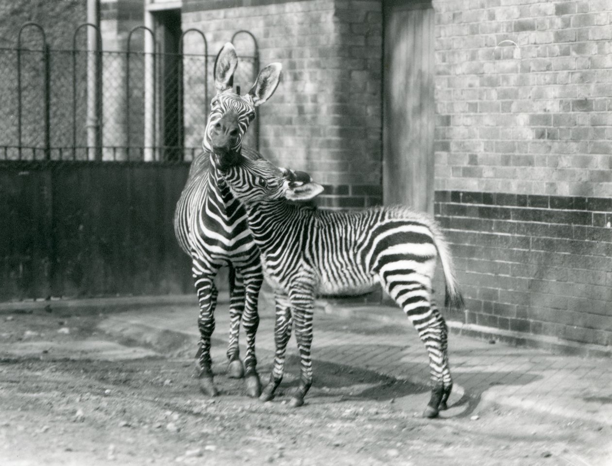 A Mountain Zebra and her foal at London Zoo in 1929 (b/w photo) بواسطة فريدريك وليام بوند