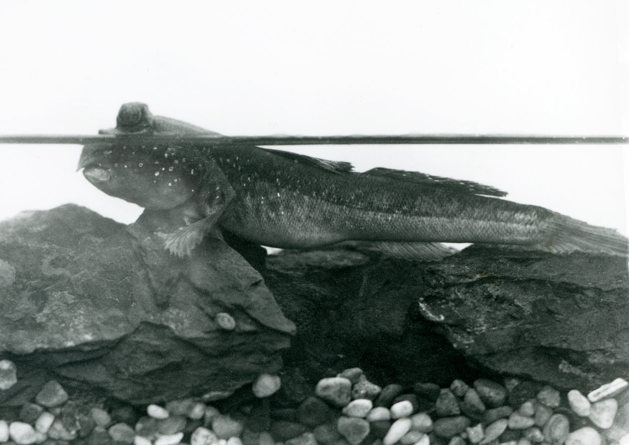 A Mudskipper ، يستريح على الصخور المغمورة ، وعيناه فوق الماء ، حديقة حيوانات لندن بواسطة فريدريك وليام بوند