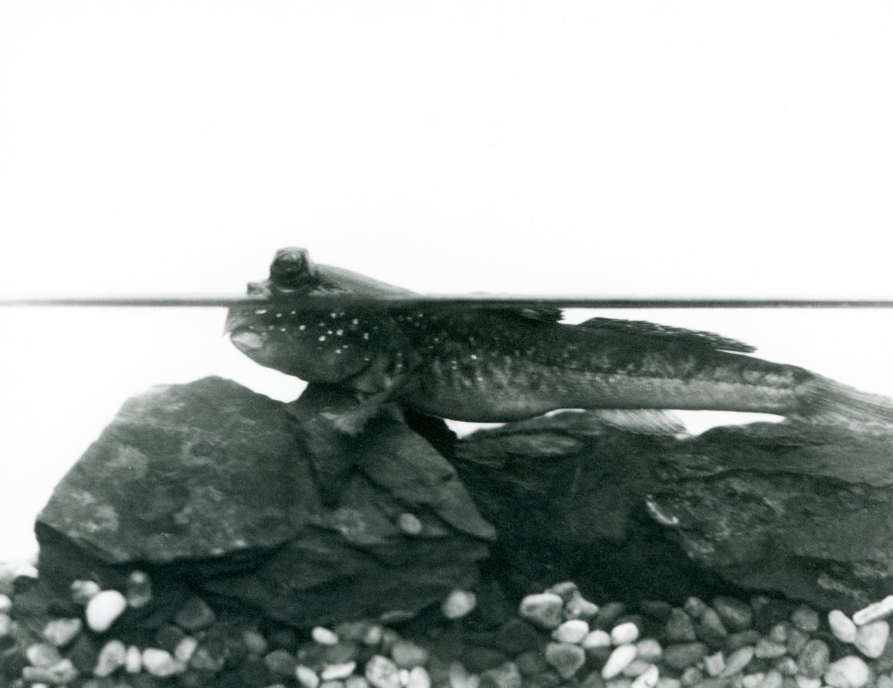 A Mudskipper ، يستريح على الصخور المغمورة ، وعيناه فوق الماء ، حديقة حيوانات لندن بواسطة فريدريك وليام بوند