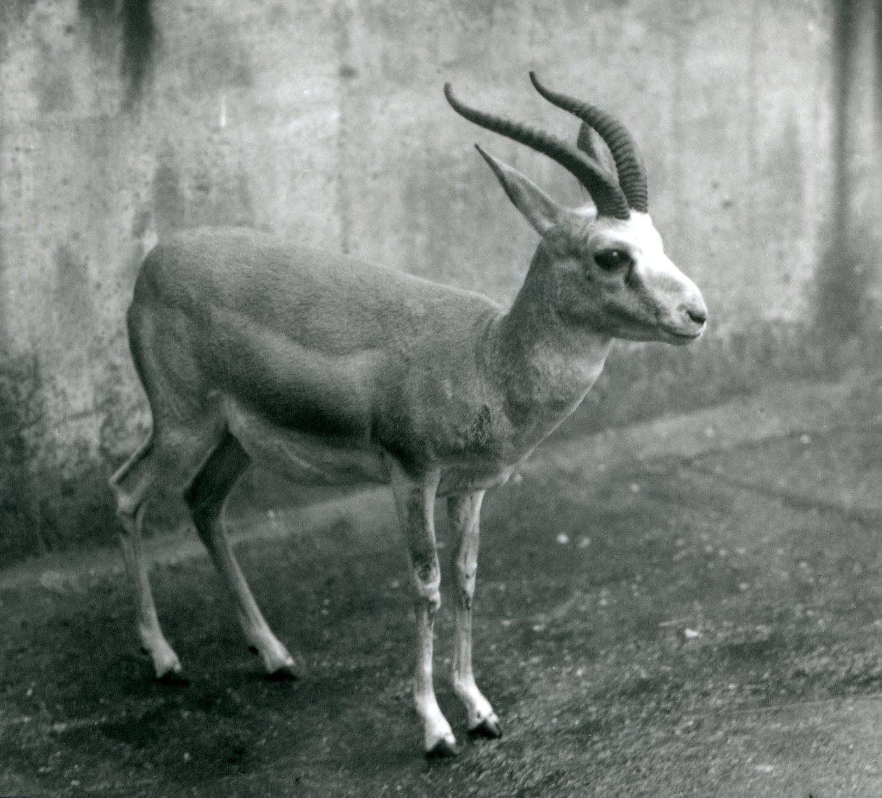 غزال فارسي أو دراق أو ذيل أسود في حديقة حيوان لندن ، أغسطس 1927 بواسطة فريدريك وليام بوند