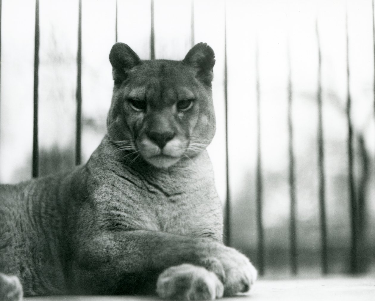 A Puma / Cougar / Mountain Lion / Catamount يستريح في حديقة حيوان لندن في عام 1931 (صورة b / w) بواسطة فريدريك وليام بوند