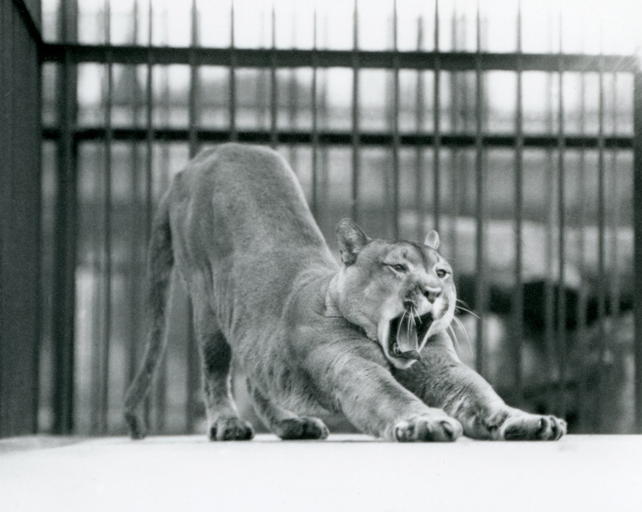 A Puma Cougar Mountain Lion يتثاءب ويمتد في حديقة حيوان لندن في يونيو 1925 بواسطة فريدريك وليام بوند