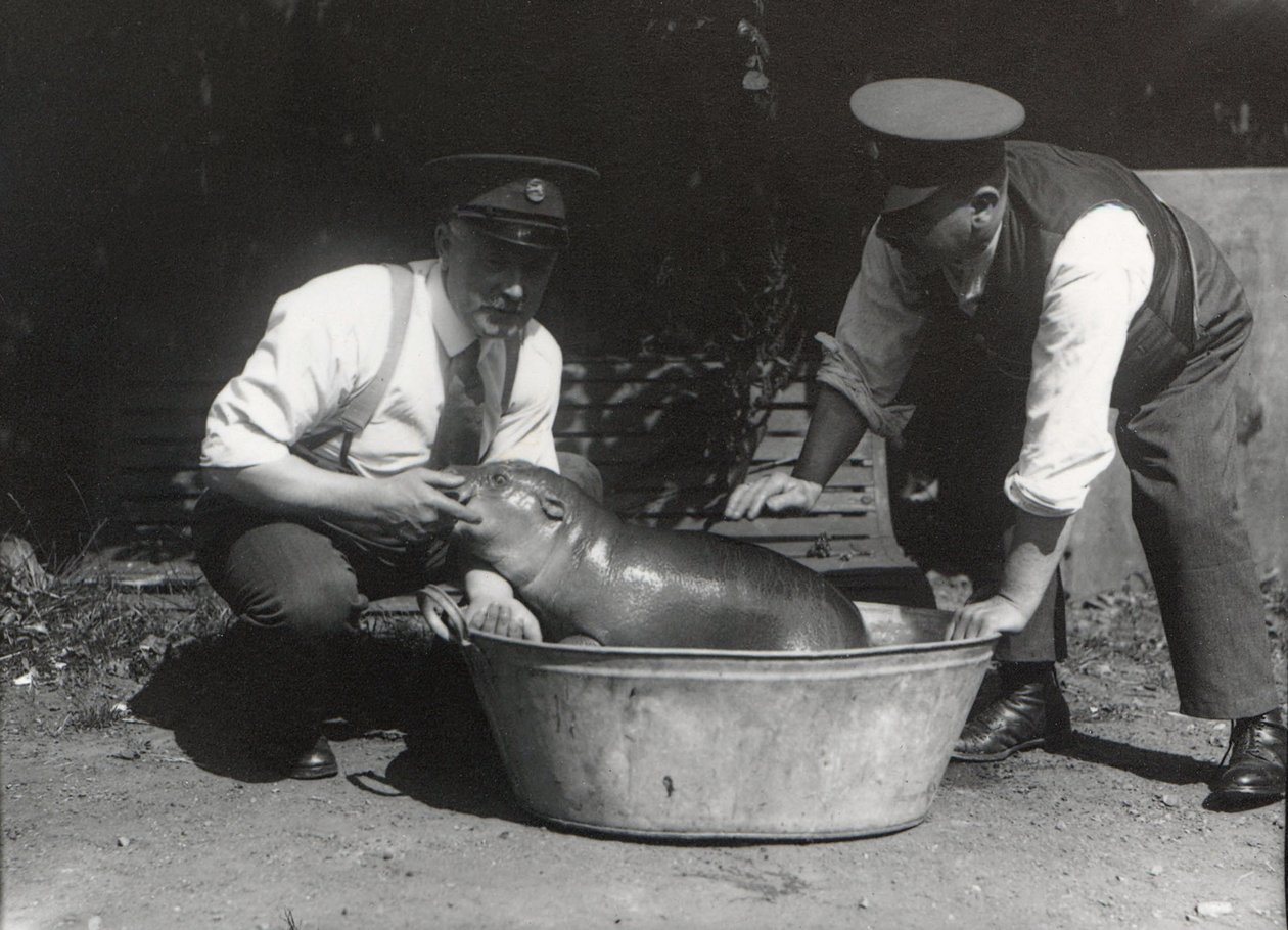 A Pygmy Hippo وجود نقع في ZSL London Zoo ، أغسطس 1928 بواسطة فريدريك وليام بوند