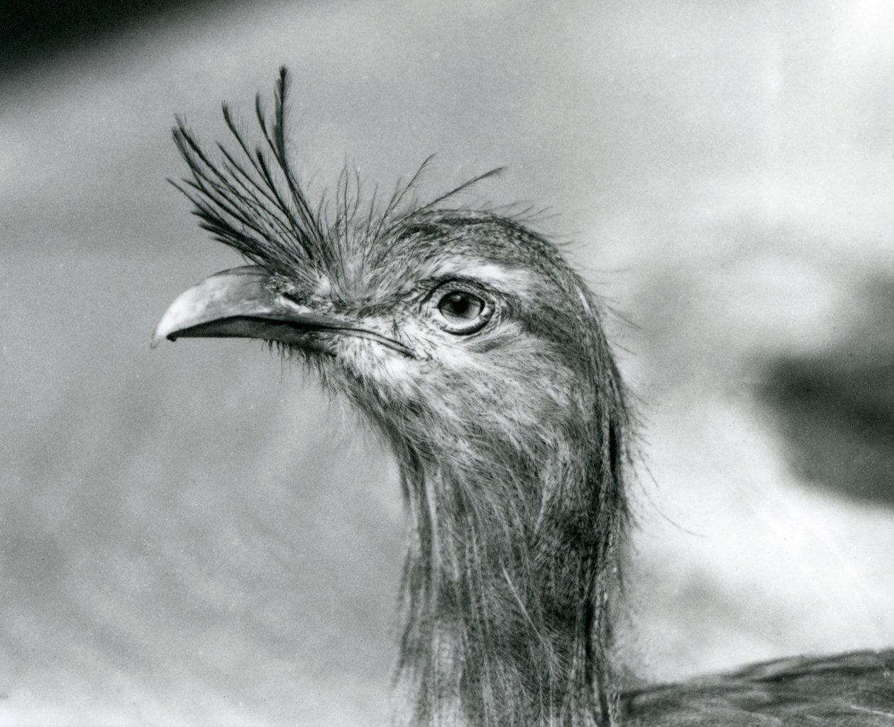 A Red-Legged Seriema في حديقة حيوان لندن عام 1929 (b / w photo) بواسطة فريدريك وليام بوند