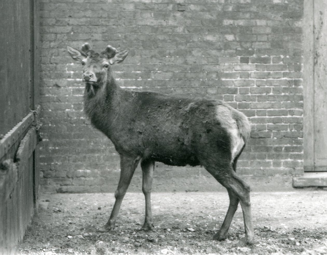 أيل الأيل الأحمر مع قرون ناشئة ، حديقة حيوان لندن ، أغسطس 1928 (صورة بالأبيض والأسود) بواسطة فريدريك وليام بوند