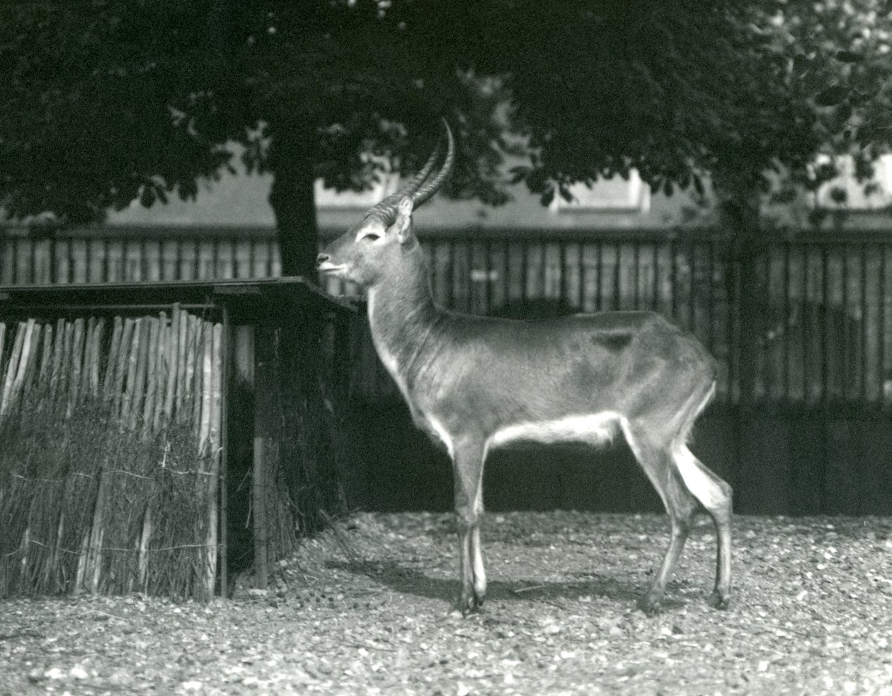 A Lechwe الأحمر في حديقة حيوان لندن ، يوليو 1924 بواسطة فريدريك وليام بوند