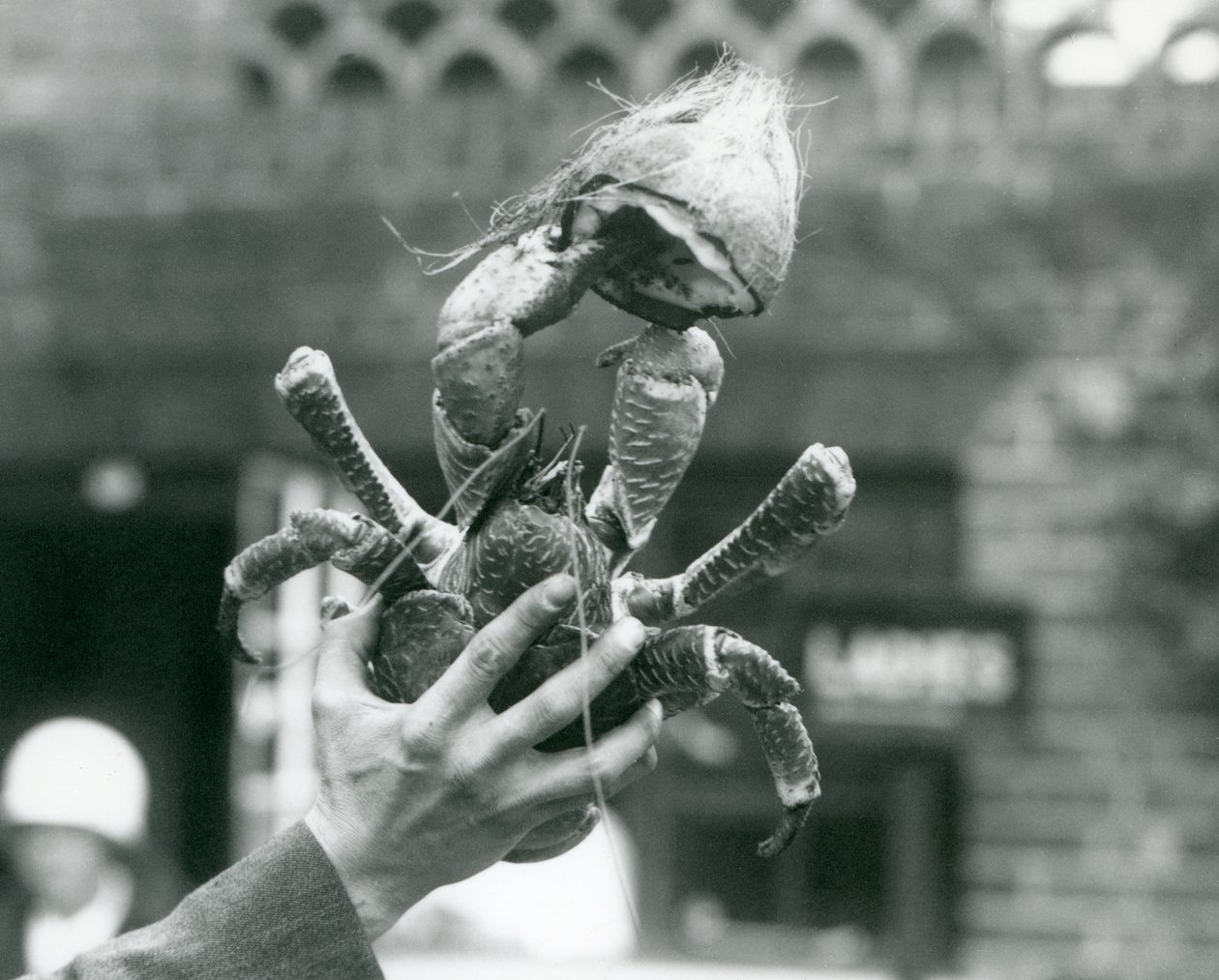 كراب RobberCoconut Crab ، يحمل نصف جوز الهند ، يتم احتجازه من قبل حارس في حديقة حيوان لندن في عام 1927 بواسطة فريدريك وليام بوند
