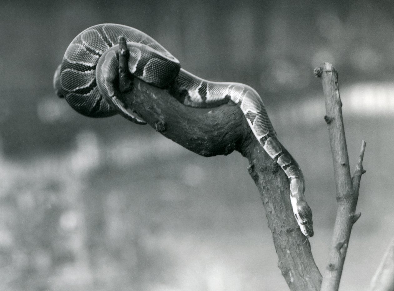 طريق RoyalBall Python يشق طريقه إلى فرع في حديقة حيوان لندن في أكتوبر 1925 بواسطة فريدريك وليام بوند