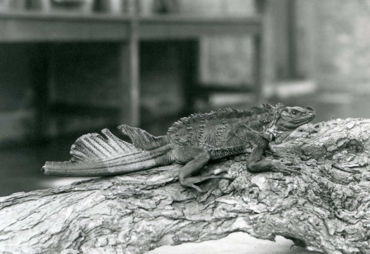 A Sailfin Lizard ، مع ذيل تالف ، يستريح على جذع شجرة في حديقة حيوان لندن في عام 1928 (b / w photo) بواسطة فريدريك وليام بوند