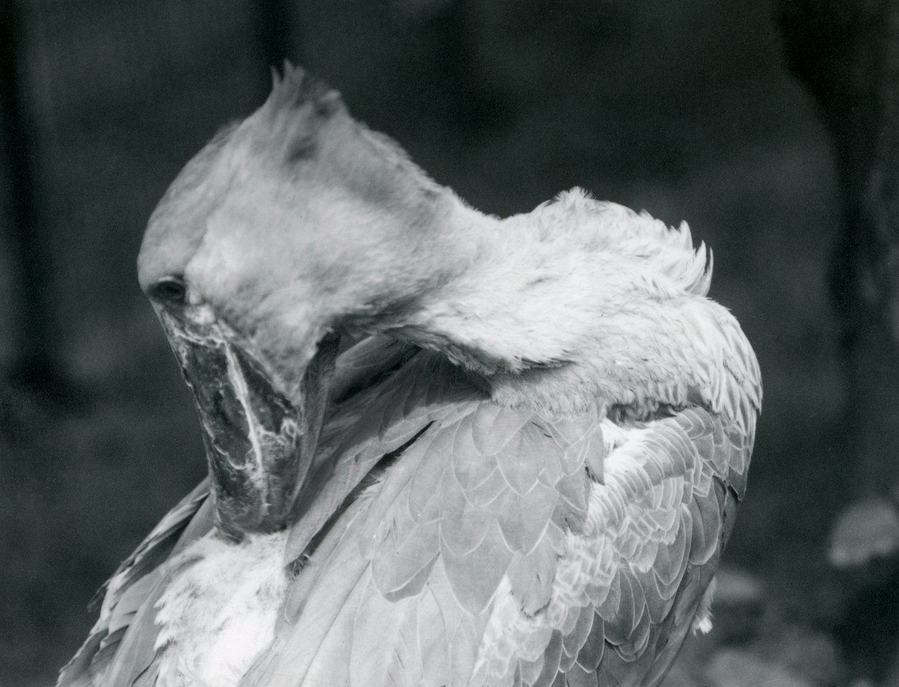 Shoebill يتقن ريشه في حديقة حيوان لندن في عام 1926 بواسطة فريدريك وليام بوند