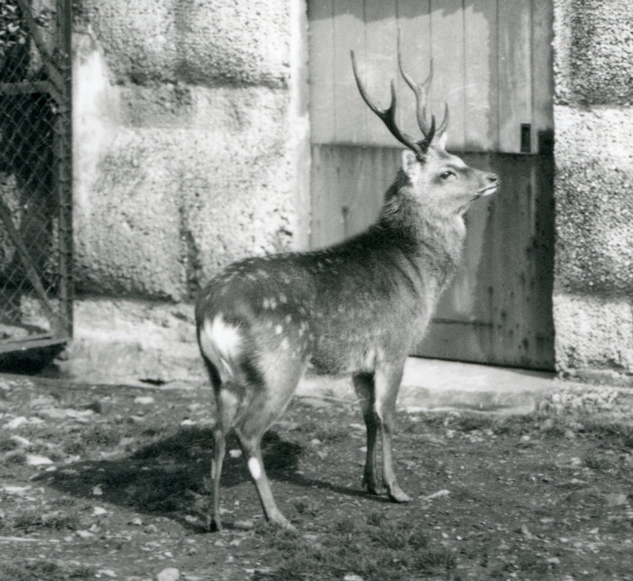 SikaJapaneseSpotted Stag يقف في ضميمة ، في حديقة حيوان لندن ، أغسطس 1927 بواسطة فريدريك وليام بوند