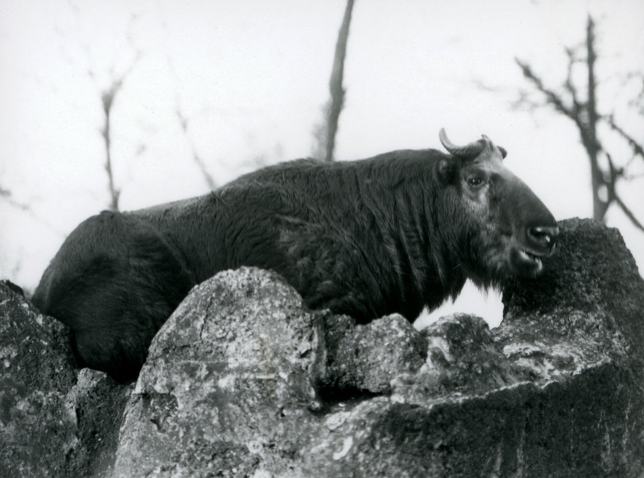 A Takin ، المعروف أيضًا باسم ماشية الشمواه أو ماعز Gnu ، يستريح على صخرة ، حديقة حيوان لندن ، 1925 بواسطة فريدريك وليام بوند