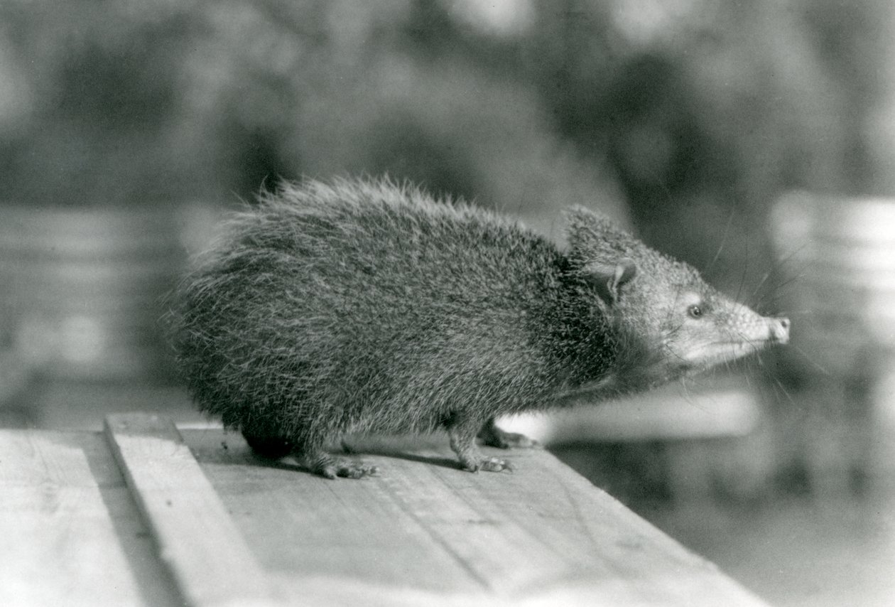 A Tenrec في حديقة حيوان لندن في عام 1929 (b / w photo) بواسطة فريدريك وليام بوند