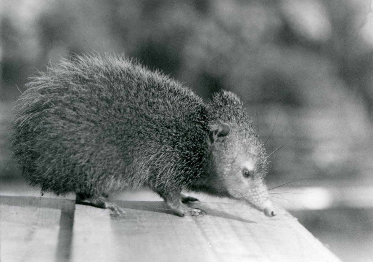A Tenrec في حديقة حيوان لندن في عام 1929 (b / w photo) بواسطة فريدريك وليام بوند