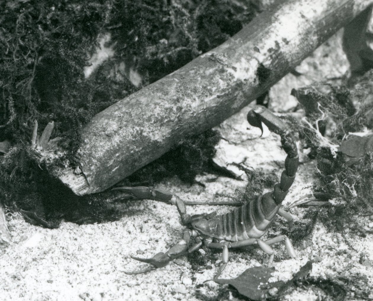 A Texas Scorpion في حديقة حيوان لندن عام 1928 (b / w photo) بواسطة فريدريك وليام بوند