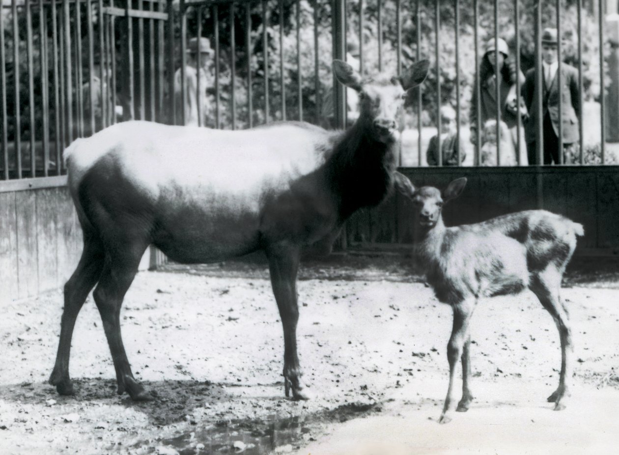 A Wapiti / Elk مع تزلفها في حقلها مع الزوار الذين ينظرون من خلال الحانات ، حديقة حيوان لندن بواسطة فريدريك وليام بوند