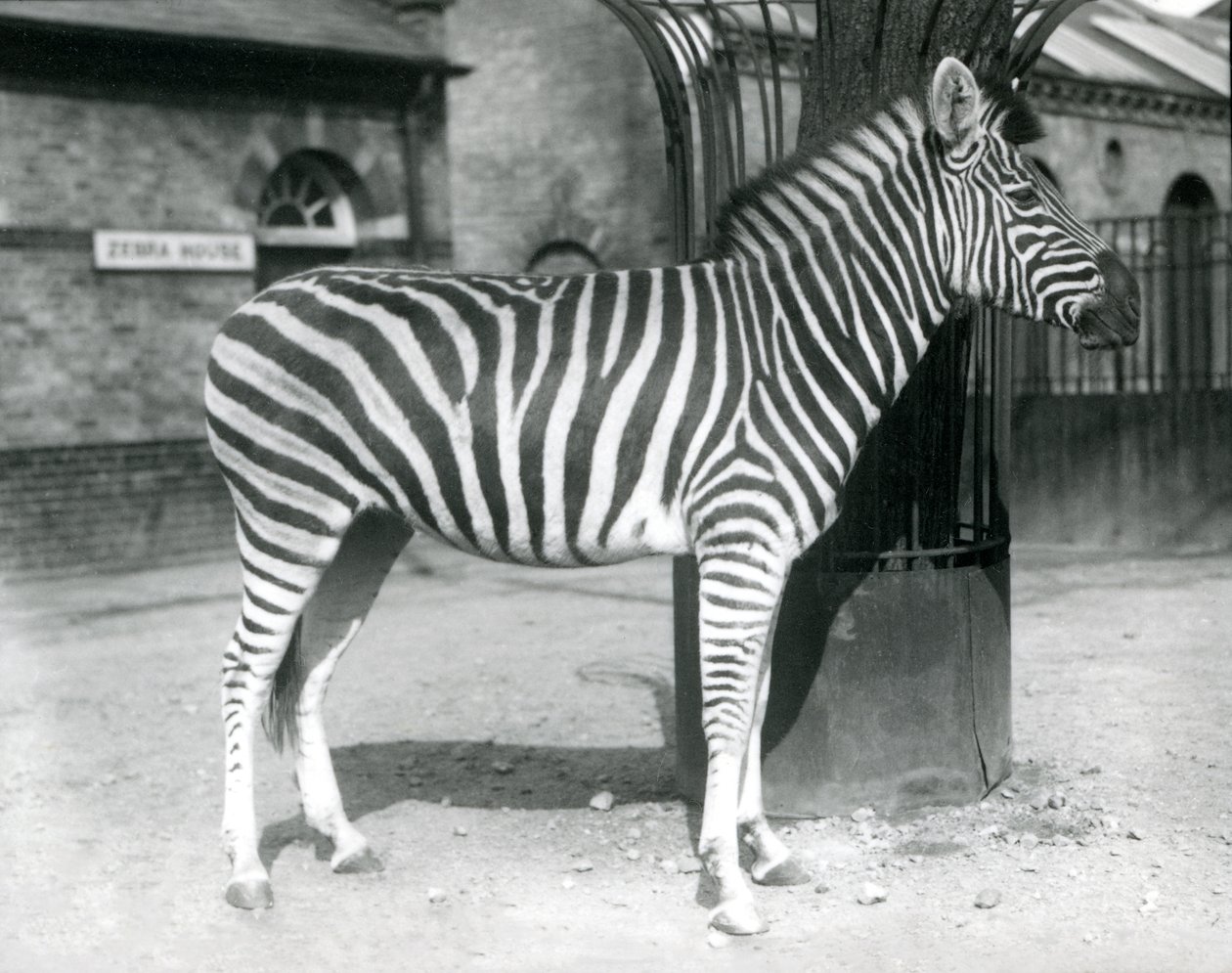 يقف حمار وحشي في الحقل خارج Zebra House في حديقة حيوان لندن في عام 1925 (صورة b / w) بواسطة فريدريك وليام بوند
