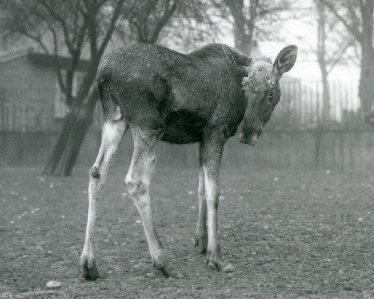 ثور ElkMoose ، مع جروح من قرون سقيفة مؤخرًا ، يقف في حديقة حيوان لندن ، يناير 1926 بواسطة فريدريك وليام بوند