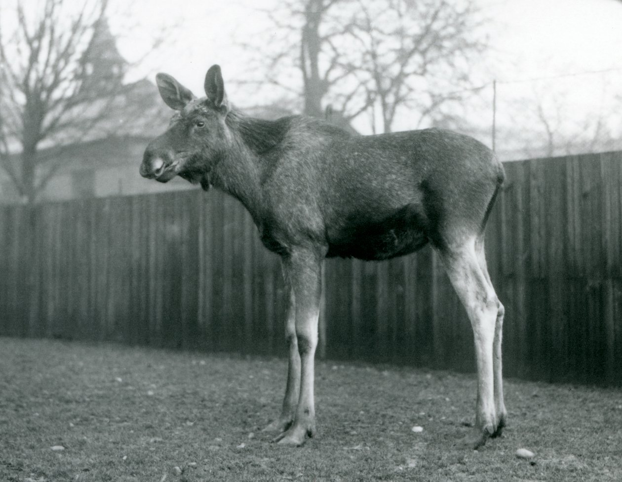ثور ElkMoose ، مع جروح من قرون سقيفة مؤخرًا ، يقف في حديقة حيوان لندن ، يناير 1926 بواسطة فريدريك وليام بوند