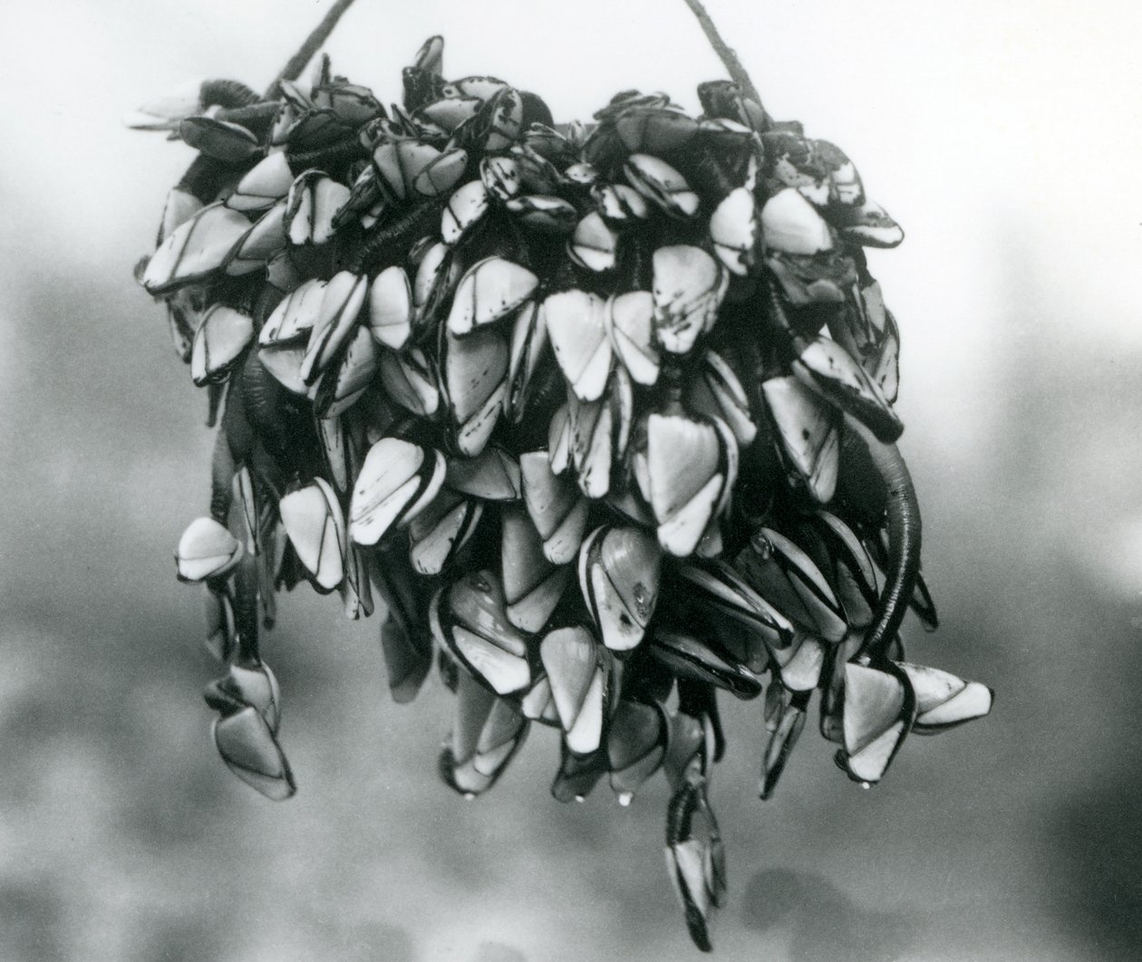 مجموعة من Pelagic Gooseneck Smooth Gooseneck Barnacles يتم تعليقها خارج الماء على حبل ، حديقة حيوان لندن ، مارس 1925 بواسطة فريدريك وليام بوند