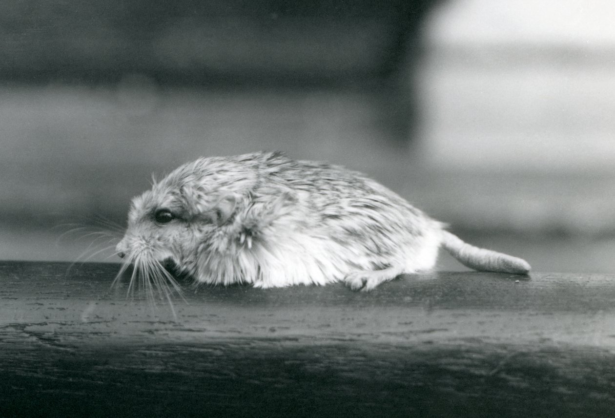 A fat-Tailed / duprasi gerbil، London Zoo، يوليو 1925 (b / w photo) بواسطة فريدريك وليام بوند