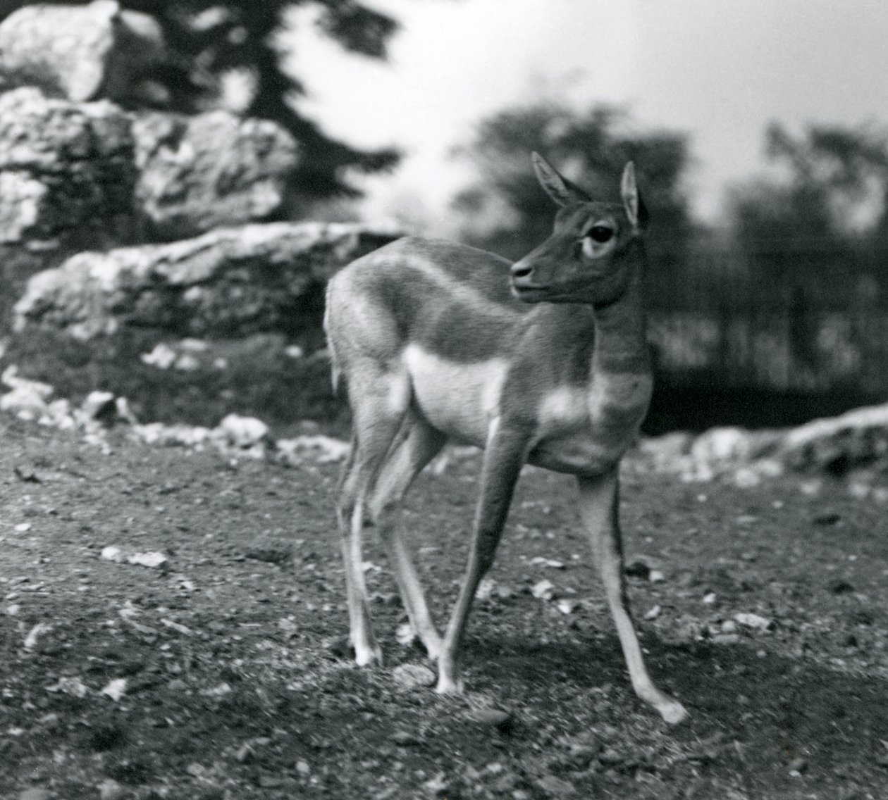 أنثى Blackbuck في حديقة حيوان لندن في عام 1924 بواسطة فريدريك وليام بوند