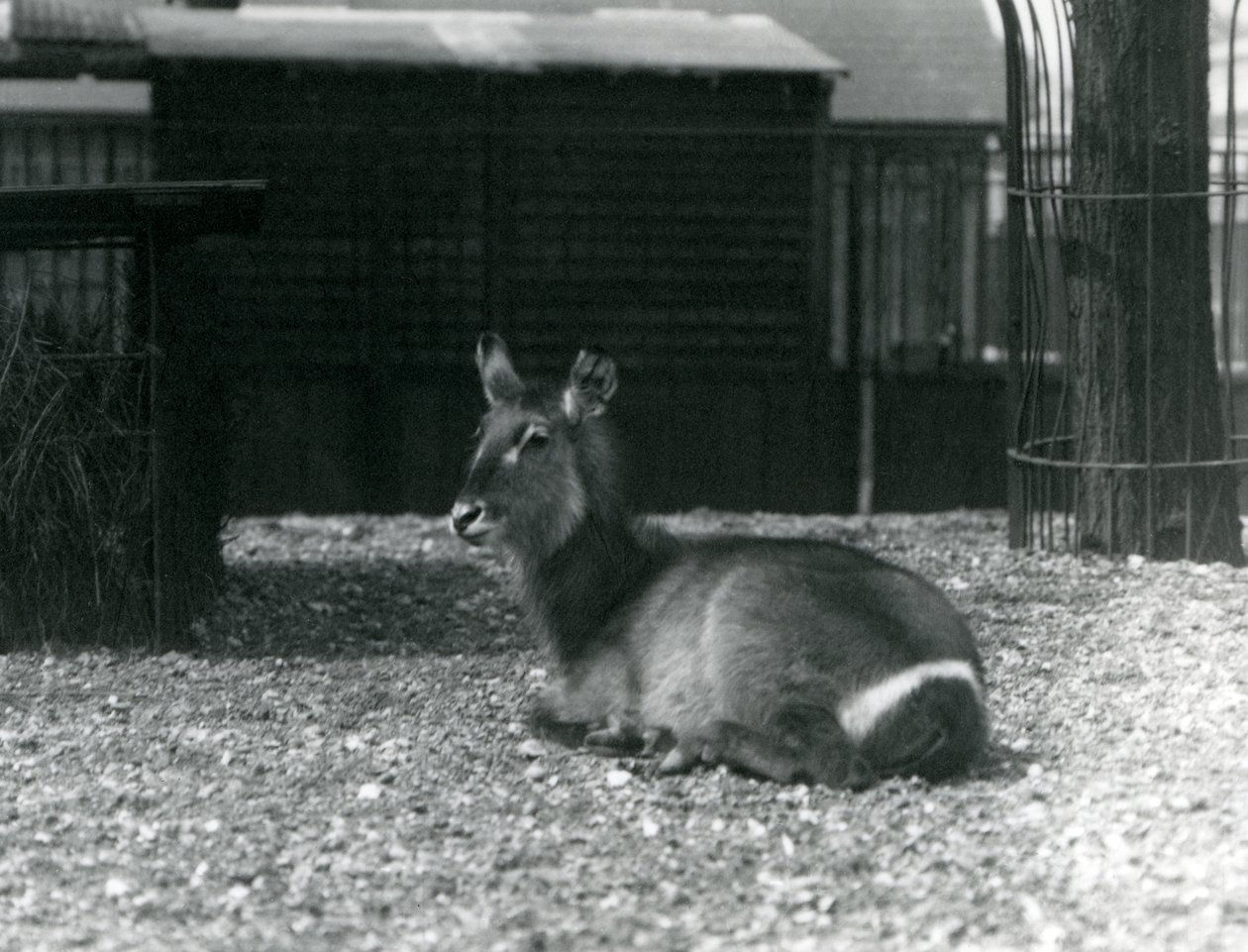 أنثى Waterbuck ، Kobus ellipsiprymnus ، تجلس في حاوية لها في حديقة حيوان لندن ، يونيو 1924 بواسطة فريدريك وليام بوند