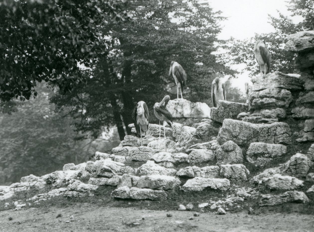 مجموعة من خمسة من Marabou Stork يقفون على الصخور في Antelope Paddock في حديقة حيوان لندن في عام 1928 (b / w photo) بواسطة فريدريك وليام بوند