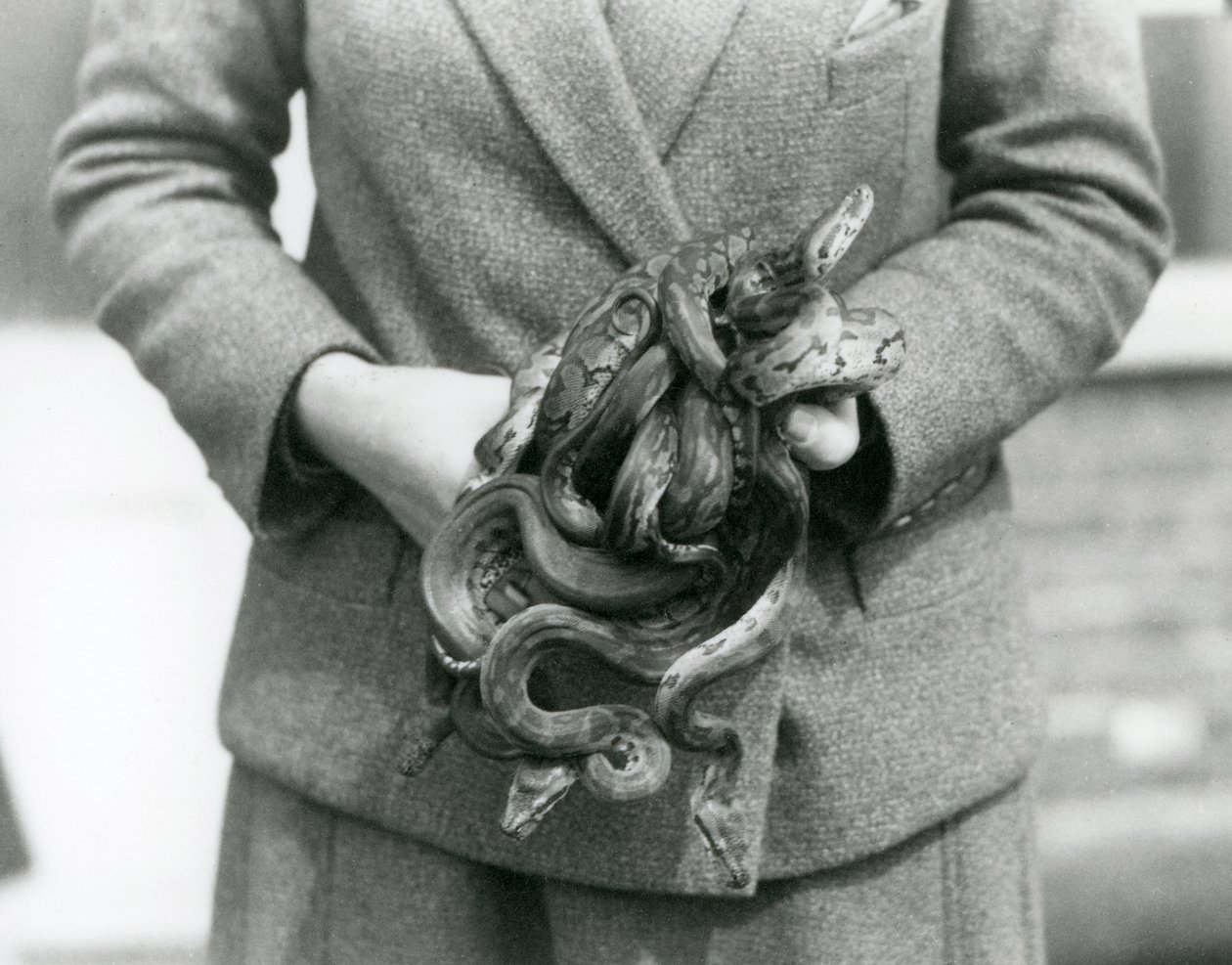 حارس يحمل عقدة من Royal أو Ball Python الشاب في حديقة حيوان لندن في عام 1931 (صورة b / w) بواسطة فريدريك وليام بوند