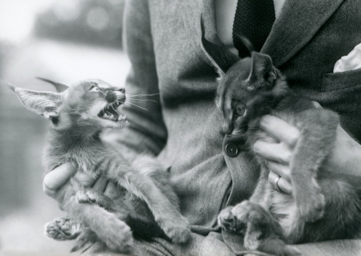 حارس يحمل زوجًا من قطط Caracal في حضنه ، حديقة حيوان لندن ، 1924 بواسطة فريدريك وليام بوند