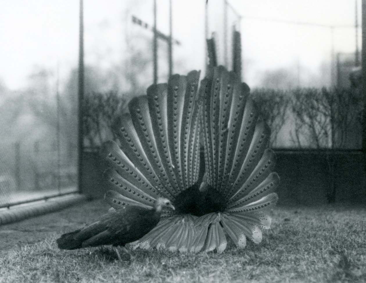 ذكر أرجوس PheasantGreat Argus عرض المغازلة ، مع أنثى تقف بجانبه ، حديقة حيوان لندن ، يناير 1926 بواسطة فريدريك وليام بوند