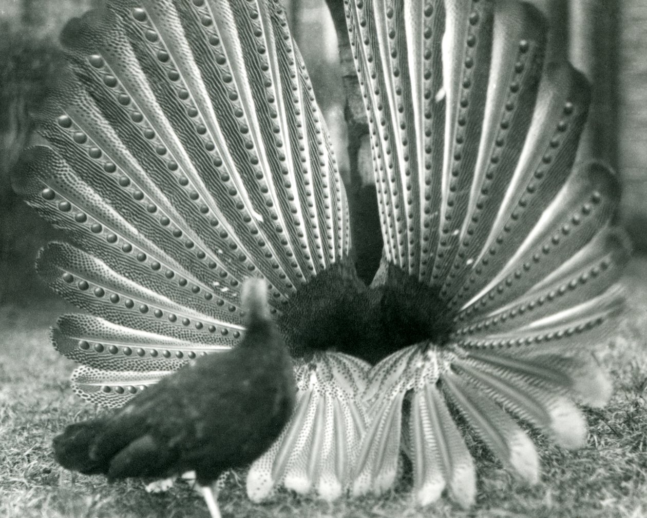ذكر أرجوس PheasantGreat Argus عرض المغازلة ، مع أنثى تقف بجانبه ، حديقة حيوان لندن ، يناير 1926 بواسطة فريدريك وليام بوند