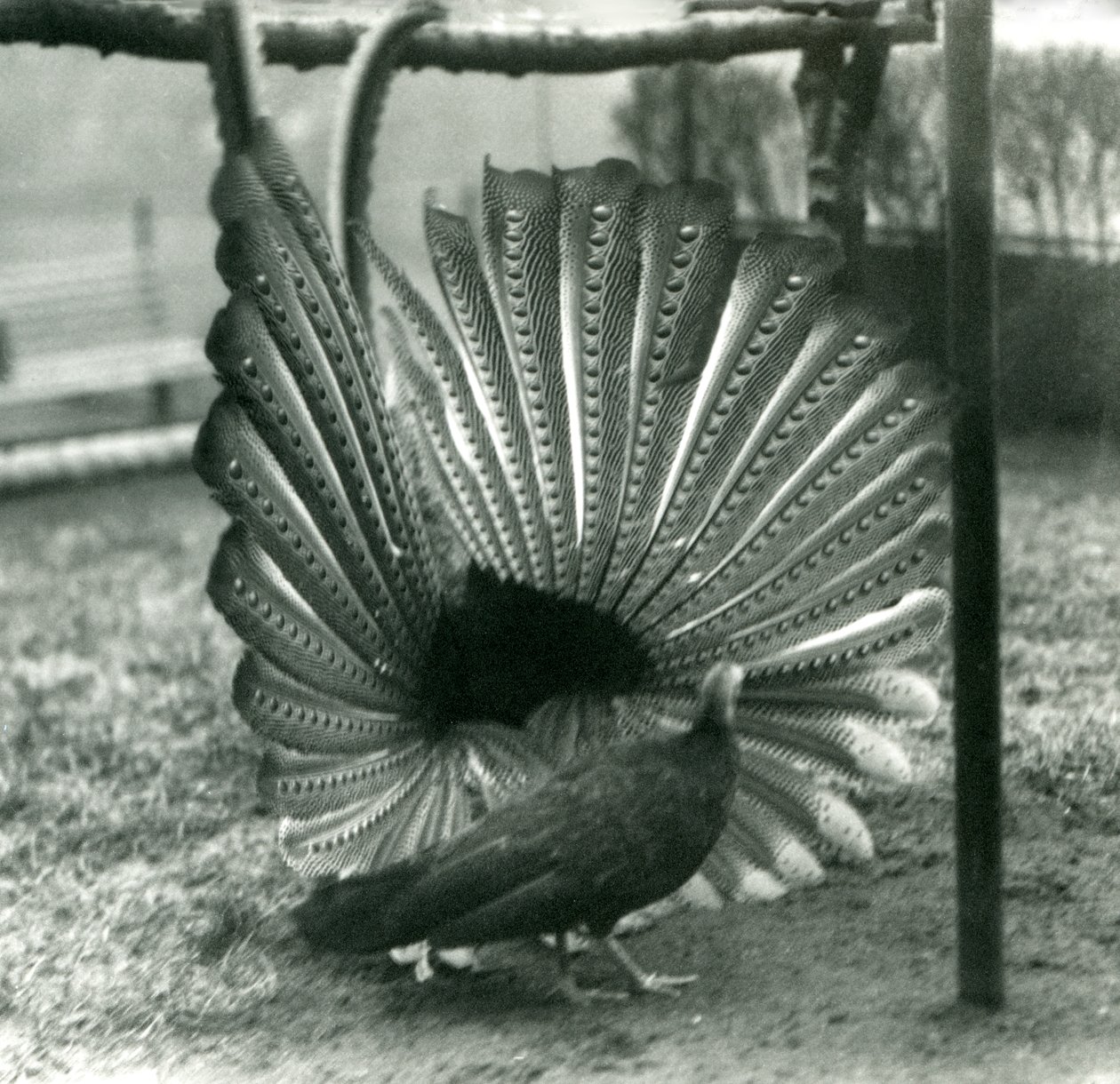 ذكر أرجوس PheasantGreat Argus عرض المغازلة ، مع أنثى تقف بجانبه ، حديقة حيوان لندن ، يناير 1926 بواسطة فريدريك وليام بوند