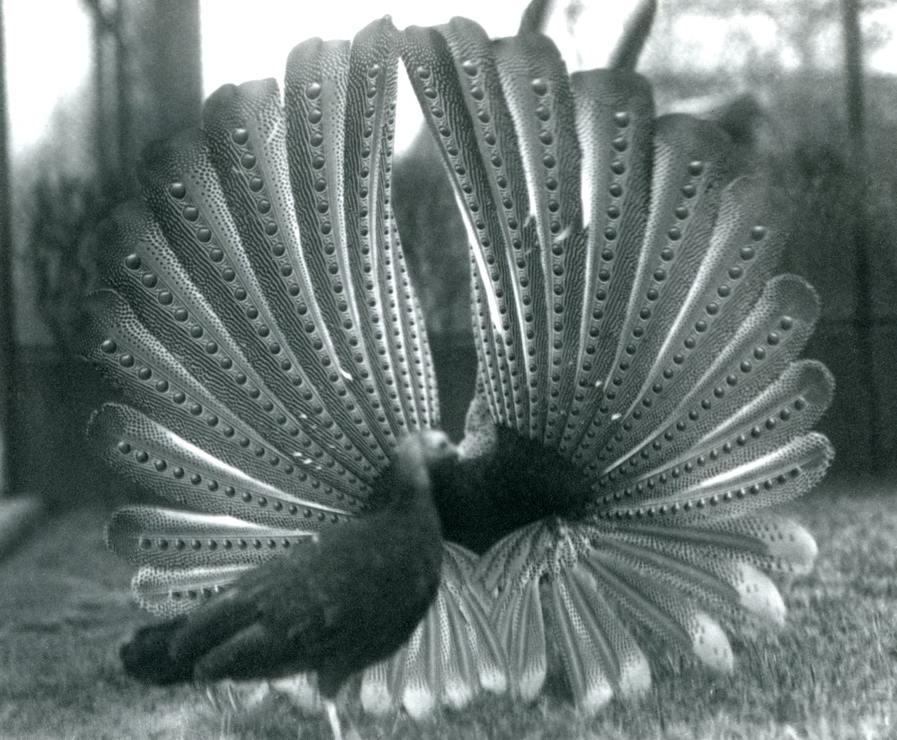 ذكر أرجوس PheasantGreat Argus عرض المغازلة ، مع أنثى تقف بجانبه ، حديقة حيوان لندن ، يناير 1926 بواسطة فريدريك وليام بوند