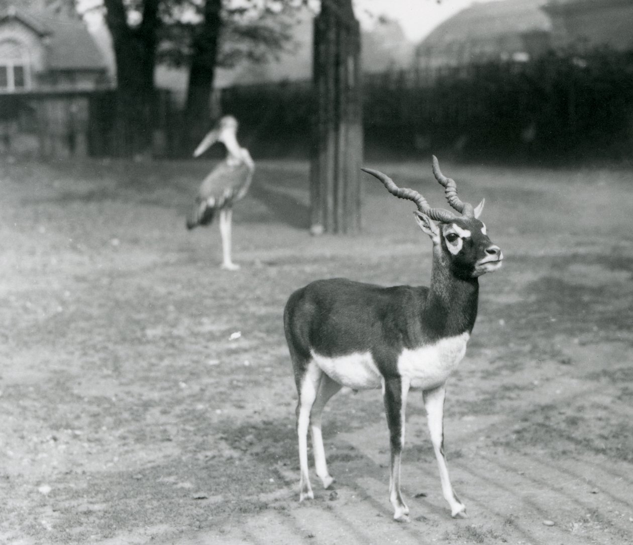 ذكر Blackbuck أو Indian Antelope يقف في حقل في حديقة حيوان لندن ، أكتوبر 1926 (b / w photo) بواسطة فريدريك وليام بوند