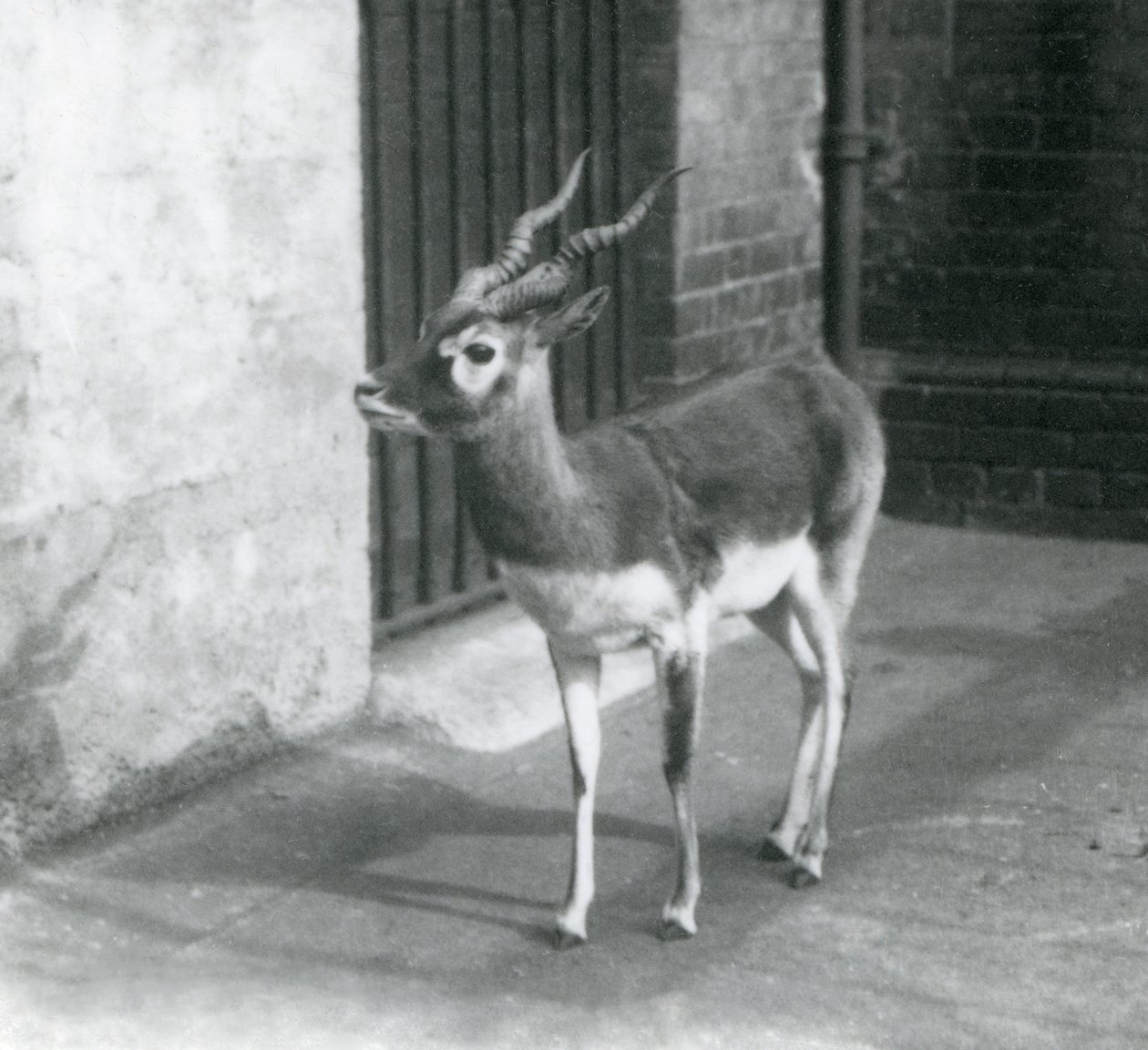 ذكر Blackbuck يقف في الضميمة في حديقة حيوان لندن في يونيو 1925 بواسطة فريدريك وليام بوند