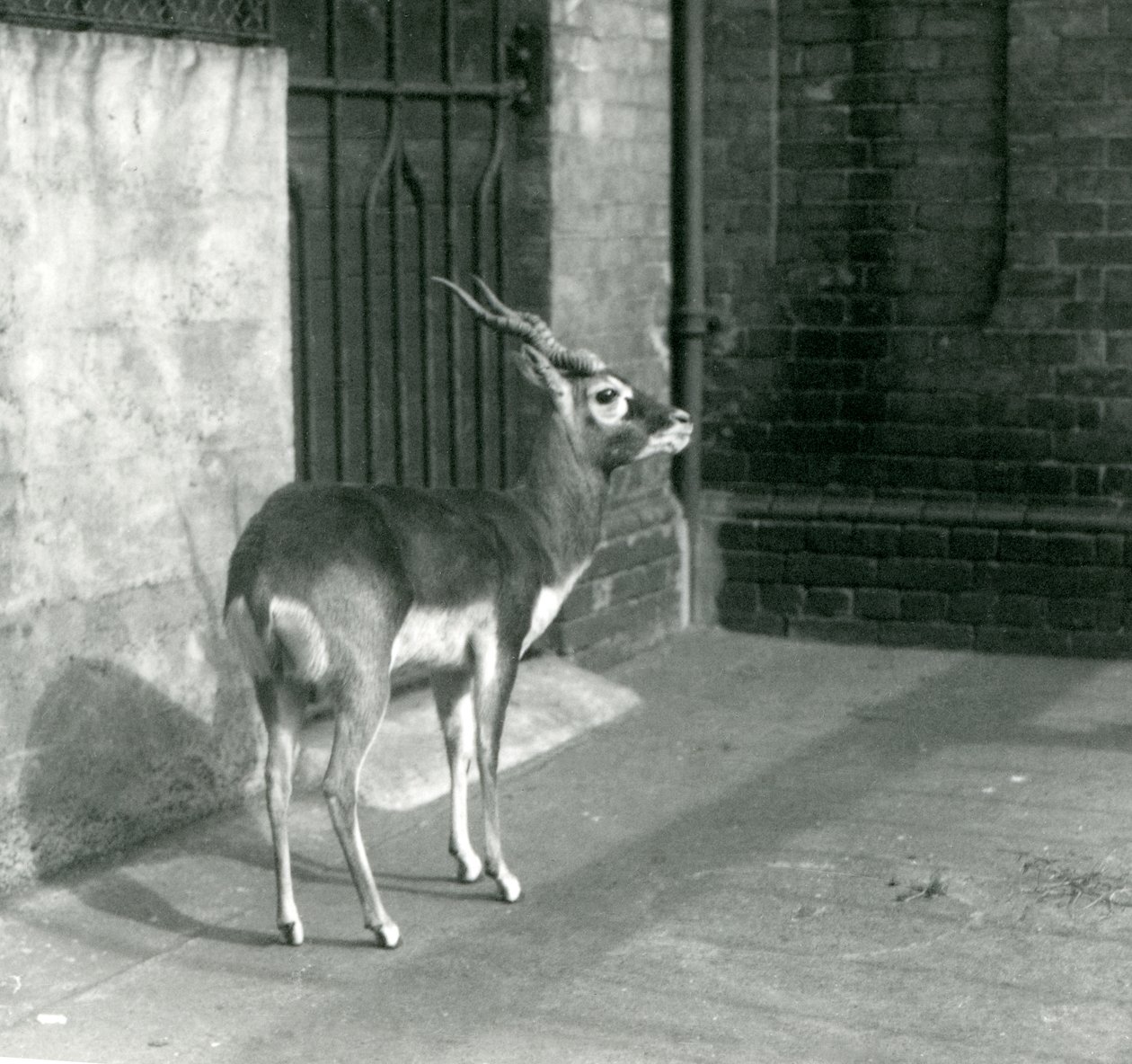 ذكر Blackbuck يقف في الضميمة في حديقة حيوان لندن في يونيو 1925 بواسطة فريدريك وليام بوند