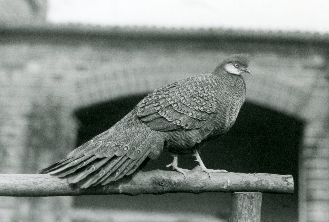 ذكر الدراج الرمادي الطاووس يقف على مقعده في حديقة حيوان لندن في عام 1931 (صورة بالأبيض والأسود) بواسطة فريدريك وليام بوند