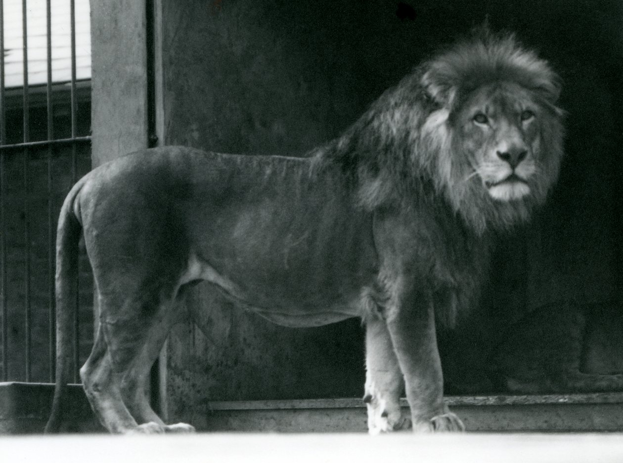 أسد ذكر في حديقة حيوان لندن ، يونيو 1924 بواسطة فريدريك وليام بوند