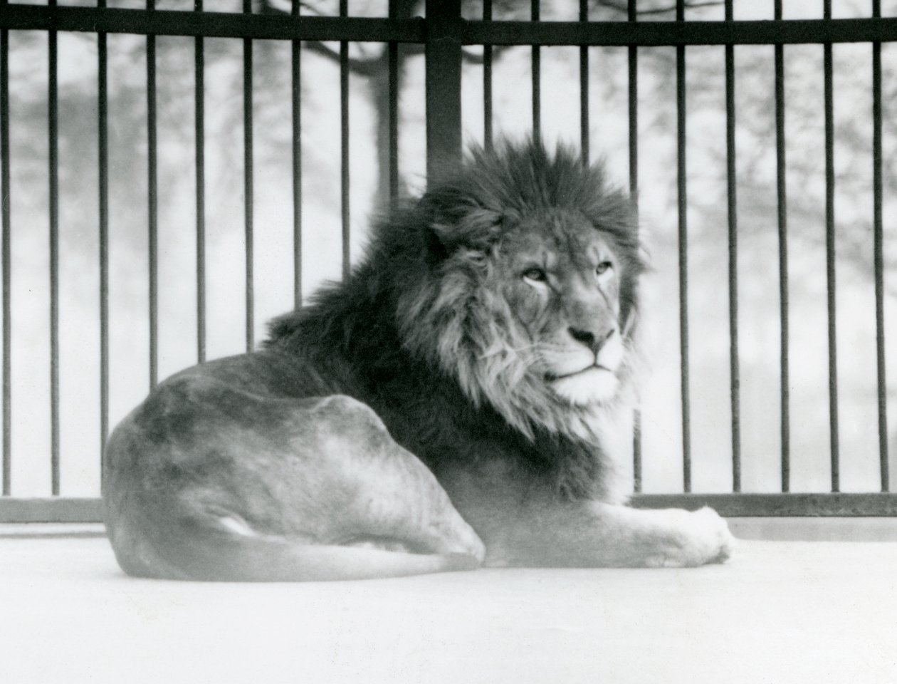 أسد ذكر يستريح في حظيره في حديقة حيوان لندن في مارس 1925 (صورة بالأبيض والأسود) بواسطة فريدريك وليام بوند