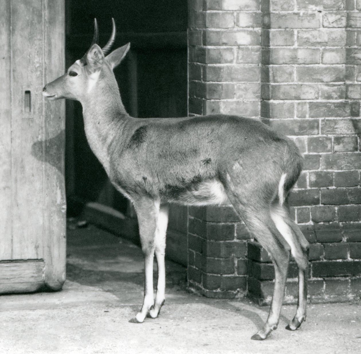 ذكر SouthernCommon Reedbuck أو Reitbok يقف بجانب باب بيت الظباء ، حديقة حيوان لندن ، 6 أكتوبر 1927 بواسطة فريدريك وليام بوند